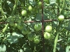 cerrytomatoes07