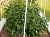 05-24-14_NewGardenTomatoPlants-01