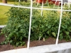 05-24-14_NewGardenTomatoPlants-02