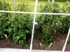 05-24-14_NewGardenTomatoPlants-04