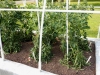 05-24-14_NewGardenTomatoPlants-05