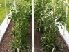 05-24-14_NewGardenTomatoPlants-06