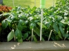 05-24-14_OriginalGardenBellPeppers-01