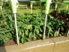 05-24-14_OriginalGardenBellPeppers-02
