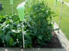 05-24-14_OriginalGardenBetterBoyTomatoPlant-01