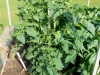 05-24-14_OriginalGardenBetterBoyTomatoPlant-02