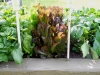 05-24-14_OriginalGardenGreenAndRedRomaineLettuce-01