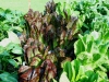 05-24-14_OriginalGardenGreenAndRedRomaineLettuce-02