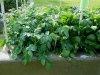 05-24-14_OriginalGardenNorlandPotatoes-01