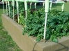 05-24-14_OriginalGardenNorlandPotatoes-02