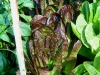 05-24-14_OriginalGardenRedRomaineLettuce-01