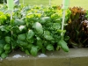 05-24-14_OriginalGardenSpinach-01