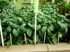 05-28-14_Bell_Pepper_Plants