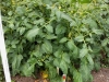 05-28-14_Health_Kick_Cherry_Tomato_Plant