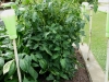 05-28-14_OriginalGardenBetterBoyTomatoPlant-01