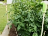 05-28-14_OriginalGardenBetterBoyTomatoPlant-02