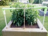 05-28-14_OriginalGardenBetterBoyTomatoPlants-01
