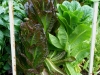 05-28-14_Romaine_Lettuce