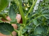 05-28-14_Rutgers_Tomato_Plant