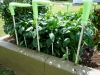 06-03-14_Bell_Pepper_Plants_01