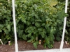 06-03-14_Health_Kick_Tomato_Plant_01