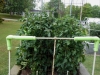 06-03-14_OriginalGardenBetterBoyTomatoPlants-01