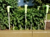 06-15-14_Bell_Pepper_Plants_01