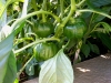 06-15-14_Bell_Pepper_Plants_03