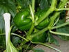 06-15-14_Bell_Pepper_Plants_04