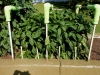 06-15-14_Bell_Pepper_Plants_05