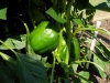 06-15-14_Bell_Pepper_Plants_06