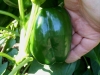 06-15-14_Bell_Pepper_Plants_07