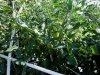 06-15-14_Early_Girl_Tomato_Plant_02