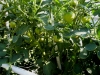 06-15-14_Early_Girl_Tomato_Plant_03