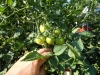 06-15-14_Early_Girl_Tomato_Plant_04
