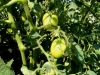 06-15-14_Growing_Health_Kick_Tomato_02