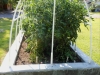 06-15-14_New_Garden_05