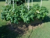 06-15-14_Norland_Potato_Plants_02