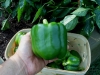 06-27-14_Bell_Pepper_Basket_02