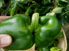 06-27-14_Bell_Pepper_Double_03