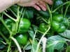 06-27-14_Bell_Pepper_Plants_04