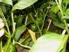 06-27-14_Bell_Pepper_Plants_06
