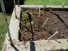 06-27-14_Picking_Potatoes_01