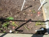 06-27-14_Picking_Potatoes_03
