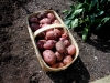 06-27-14_Picking_Potatoes_05