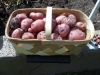 06-27-14_Picking_Potatoes_08