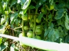 07-11-14_BetterBoy_Mass_Of_Tomatoes_01