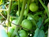 07-11-14_BetterBoy_Mass_Of_Tomatoes_02
