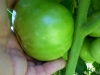 07-11-14_BetterBoy_Mass_Of_Tomatoes_03