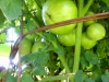 07-11-14_BetterBoy_Mass_Of_Tomatoes_04